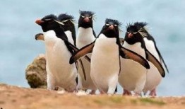 网红爆料企鹅事件视频大全,企鹅事件视频大全，真相大起底！