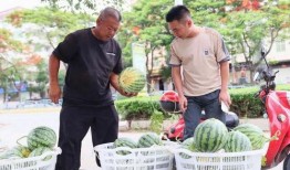 瓜田在线观看,揭秘网络直播的奇妙世界