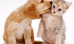 娱乐吃瓜酱小众宠物,娱乐吃瓜酱带你领略独特宠物风采