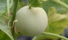 甜瓜概念爆料视频下载,揭秘神秘甜瓜背后的故事