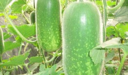 网红旅游吃瓜走红图片大全,盘点那些爆笑走红图片大全