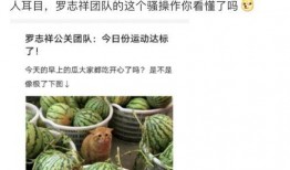 吃瓜网红的网站有哪些,盘点各大网站瓜田