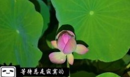 金粉世家在线观看优酷6,重温民国风华传奇！