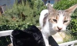 娱乐吃瓜酱流浪猫,吃瓜酱的趣味生活记