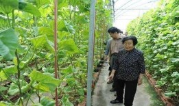 娱乐大爆料顶流羊,顶流羊的爆笑大揭秘