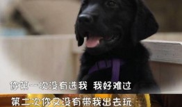 二狗爆料被乐哥拉黑视频,揭秘与乐哥关系破裂，被拉黑背后的真相