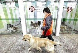 武汉宠物爆料事件视频曝光,事件背后真相引发热议