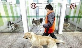 武汉宠物爆料事件视频曝光,事件背后真相引发热议