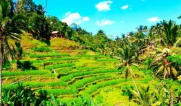 巴厘岛命案国外爆料视频