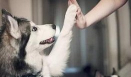 武汉宠物爆料事件视频曝光,事件背后真相引发热议