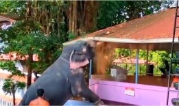 屋顶的大象在线观看