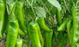 辣子最近爆料视频大全,揭秘娱乐圈幕后真相