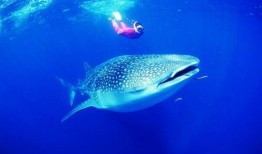 一群小学生爆料鲨鱼视频