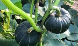 各种网红吃瓜群,揭秘娱乐圈幕后风云