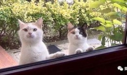 娱乐吃瓜酱流浪猫,吃瓜酱的趣味生活记