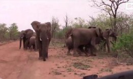 屋顶的大象在线观看