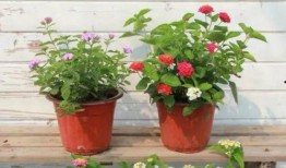 咸阳学校爆料事件视频最新,真相揭露，家长学生共同关注