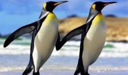 网红爆料企鹅事件视频大全,企鹅事件视频大全，真相大起底！