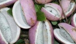 教你吃八月瓜视频大全免费观看,教你吃八月瓜视频大全