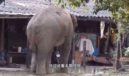 屋顶的大象在线观看