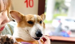 娱乐吃瓜酱小众宠物,娱乐吃瓜酱带你领略独特宠物风采